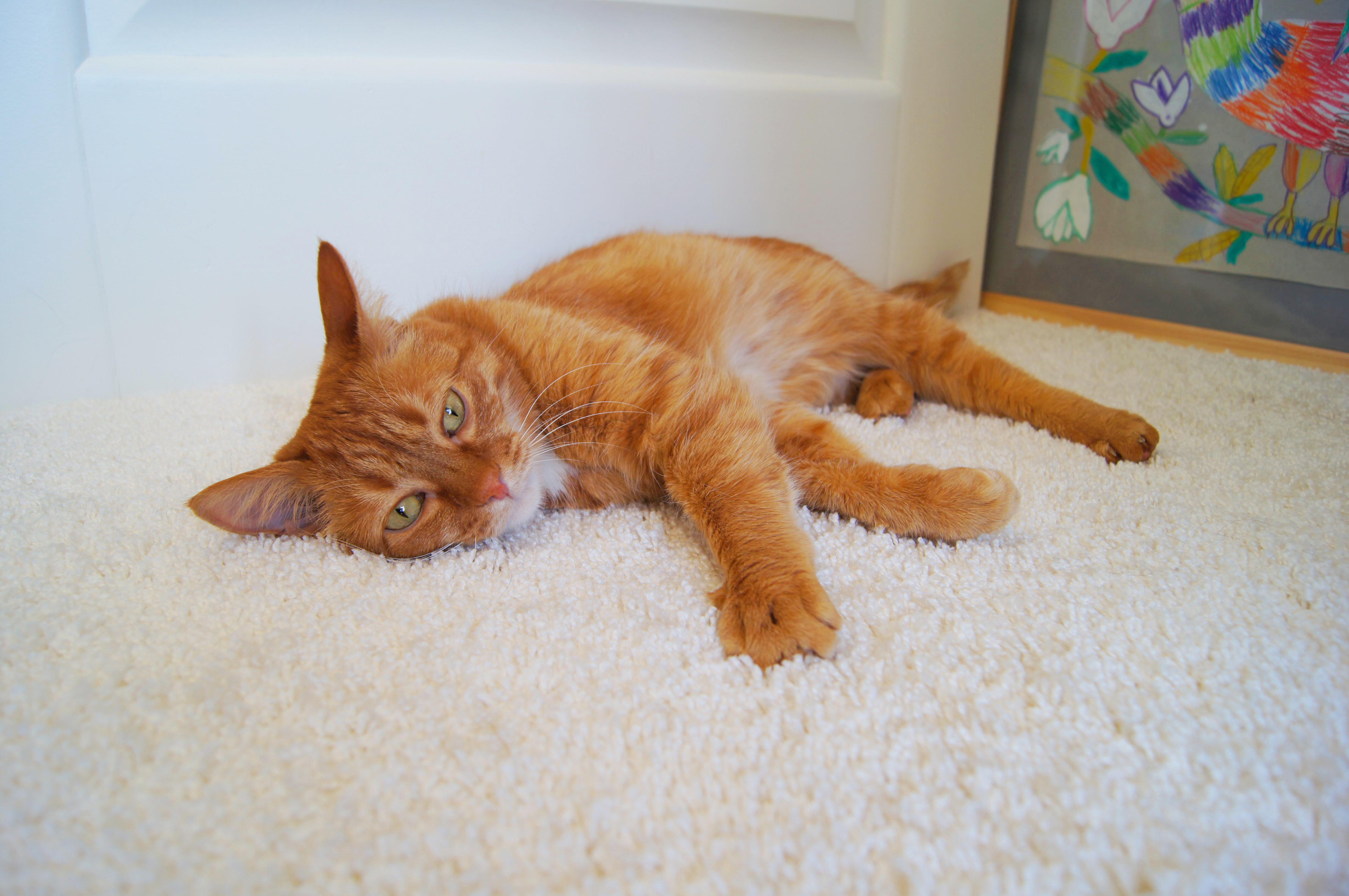 Ковролин "Зартекс" Amarena 140 бежевый (4м) — купить в Тольятти